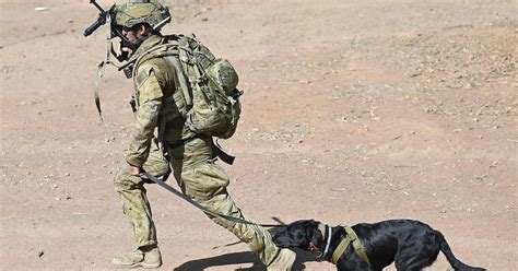 Why No Paws Left Behind Afghanistan Is Trending On Twitter Right Now