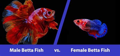 Male Betta Vs Female Betta Fish Differences And Determining Gender With