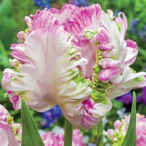 Green Parrot Tulips