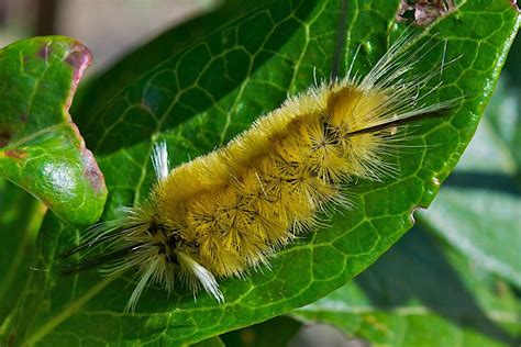 Life On Distant Hill Tussock Moth Caterpillars Distant Hill Gardens