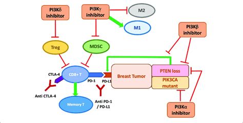 The Anti Tumor Role Of Pi3k Inhibitors On Breast Cancer With Direct