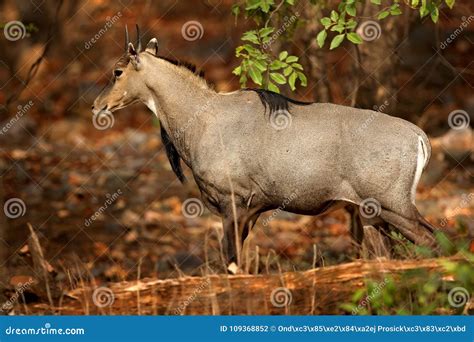 Sambar Deer, Rusa Unicolor, Large Animal, Indian Subcontinent ...