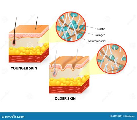 Fibroblast. Structure And Function Cartoon Vector | CartoonDealer.com ...