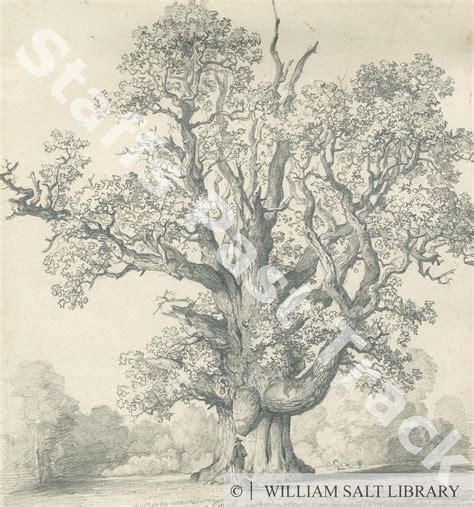 Draw An Oak Tree Angel Oak Tree Turner Exion1958