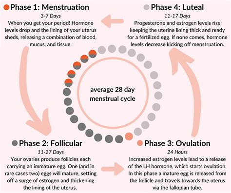 Menstrual Cycle Biology Notes For Igcse Off