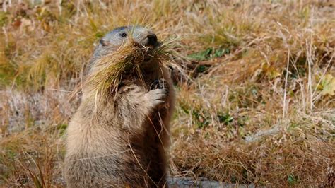 Secrets of Marmot Hibernation | Nature | THIRTEEN - New York Public Media