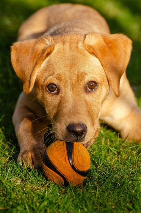 Labrador Retriever Puppy Care Tips: How to Take Care of Them - PetPress