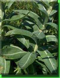 Вайда красильная (Isatis tinctoria)