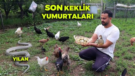 Çiftlikte Yılan Besliyorum Yılın Son Keklik Yumurtalarını Topladım