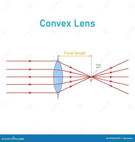 Convex Lens And Concave Lens. Cartoon Vector | CartoonDealer.com #200463741