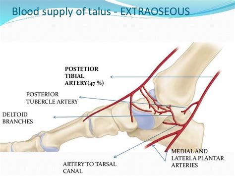 Talar Fracture