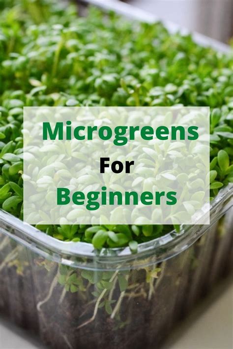 Top Beginner Friendly Microgreens To Grow Microgreens Garden