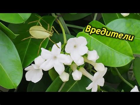 Вредители Стефанотиса. - YouTube