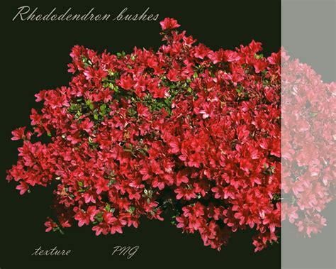 Texture A set of textures of Rhododendron bushes PNG VR / AR / low-poly