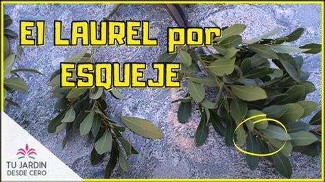 Descubre cómo plantar laurel de esqueje fácilmente en tu jardín 2025