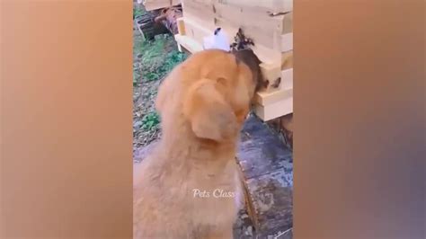 Funniest Cats And Dogs Compilation One News Page Video