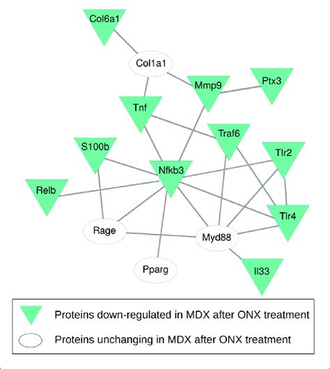 Protein Protein Interaction Ppi Network Of Proteins Differentially