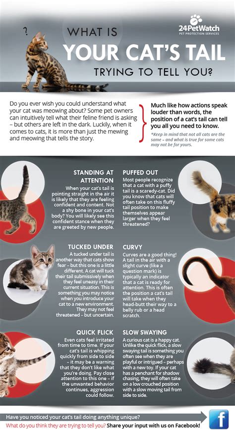 24petwatch What Is Your Cats Tail Trying To Tell You