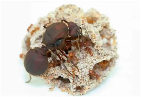 Leafcutter Ants | Queen Ant and Colonies | Best Ants UK