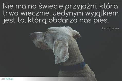 Cytaty O Psie Przyjacielu Swiatcytatow Art