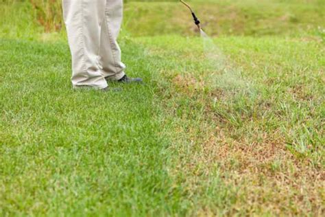 How to Ensure You Kill Weeds Without Damaging Your Lawn | Teecycle