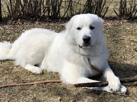 Great Pyrenees Info Life Expectancy Temperament Puppies Pictures