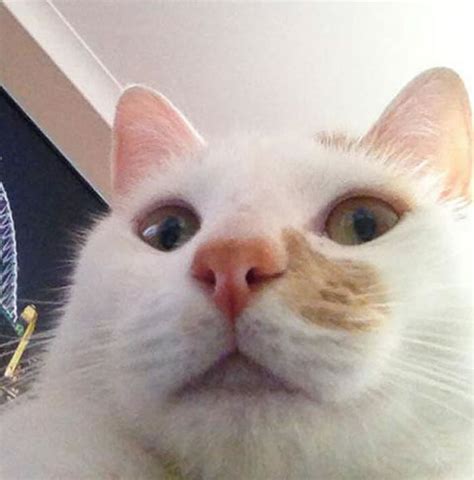 Gatos Engra Ados Que Adoram Fazer Selfie