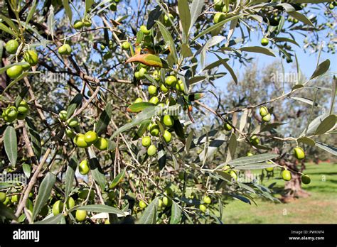 Green Olives In A Olive Tree Branch Olive Tree With Green Olives