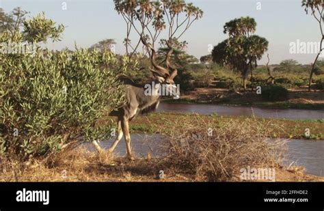 Greater Kudu Horns Stock Videos Footage Hd And K Video Clips Alamy