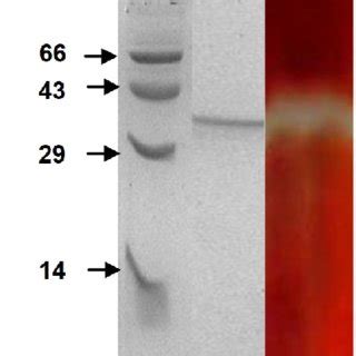 Analysis Of The Purified Enzyme By Sds Page And Zymography Sds Page