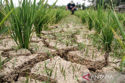 FOTO Sawah Petani Kekeringan ANTARA News Aceh