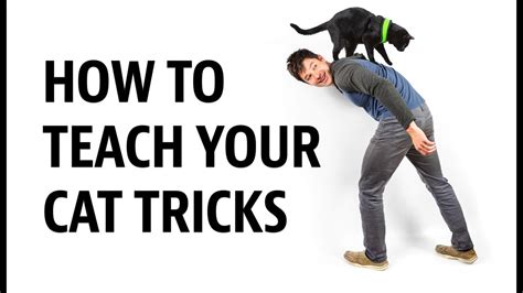 HOW To Teach Your Cat Tricks YouTube