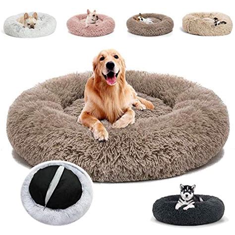 Quel Couchage Choisir Pour Mon Chien Daisypets