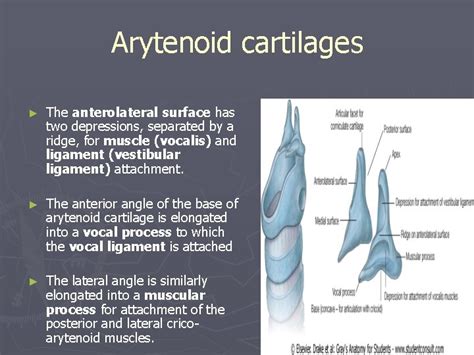 The Larynx Prof Dr Mohammed Hisham Almuhtaseb The