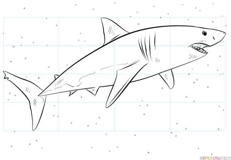 Great White Shark Outline Drawing at PaintingValley.com | Explore ...