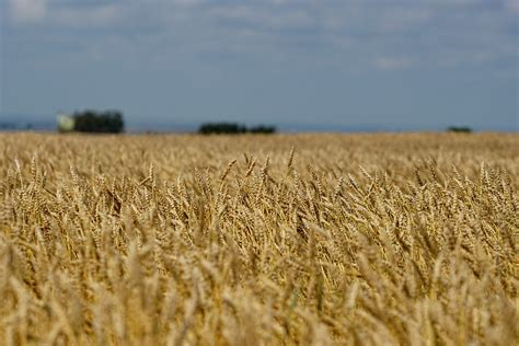 Wheat Field In Saskatchewan Very Close To Harvest Wheat Fi Flickr