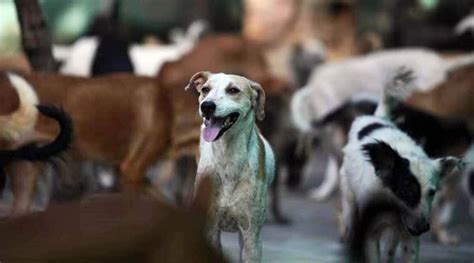 Sterilisation Of Over 7000 Stray Dogs Raises Eyebrows In Pimpri