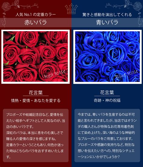 【楽天市場】花の種類から探す バラ薔薇の花赤いバラ青いバラブルーローズ：エーデルワイス／花宅配花屋ギフト