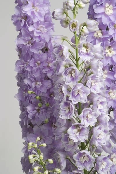 Купить семена Дельфиниум Delphinium Guardian Lavender в Москве ...