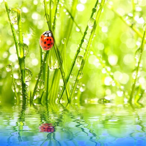 4k Ladybugs Water Drops Hd Wallpaper Rare Gallery