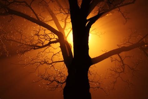 Free Images Tree Branch Light Sky Sun Sunrise Sunset Sunlight