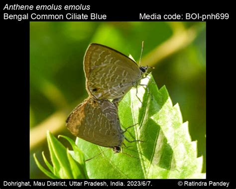 Anthene Emolus Godart 1824 Common Ciliate Blue Butterfly