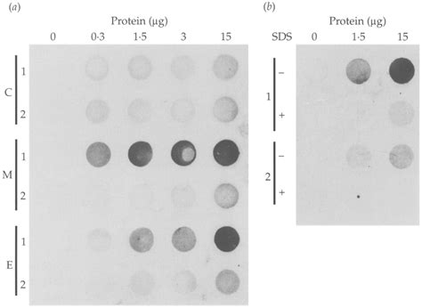 Dot Blot Protein Binding Assay A Various Amounts 03 To 1 5 Pg Of