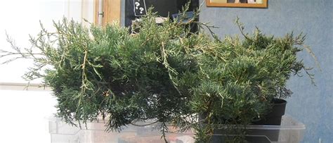 Juniperus Pepiniere Les Chuhin Et Autres Grands Bonsa Parlonsbonsai