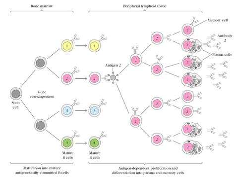 Antibody Producing Cell