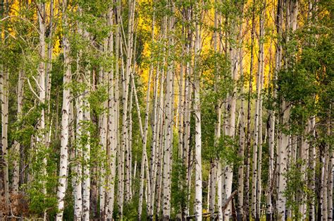 Aspens Grand Teton National Park Wyoming By Kristin Castenschiold