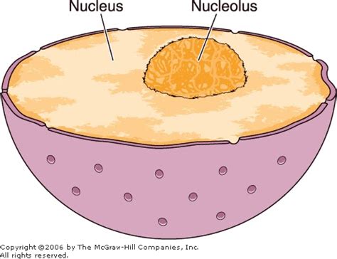 Nucleolus - Cell Organells