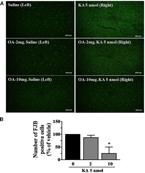 Frontiers Antiepileptic And Neuroprotective Effects Of Oleamide In