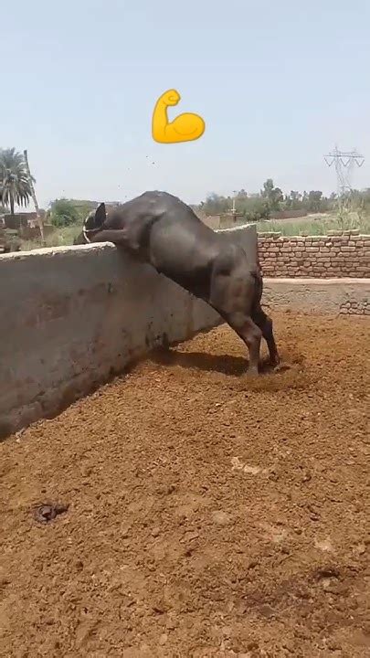 Power of Baffalo 💪 || भैंसा की शक्ति - YouTube