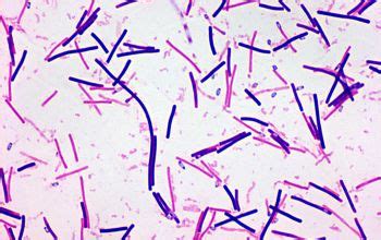 Clostridium difficile